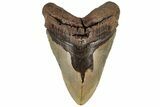 Heavy, Fossil Megalodon Tooth - Monster Meg Tooth #199690-1